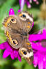 Buckeye Butterfly